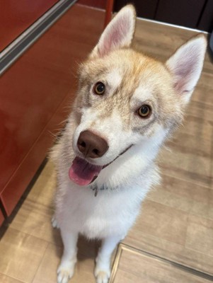 表情豊かなわんこに成長