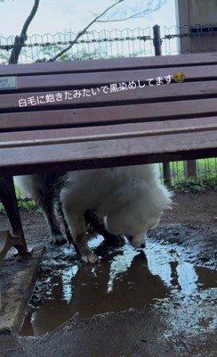 水たまりを確認するぽてとちゃん