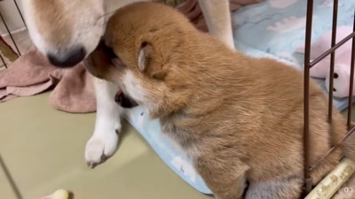 「ふあ～」とあくび