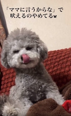 舌を出すたろうまるくん