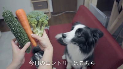 野菜を持つ手と犬