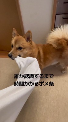 飼い主の服の袖を咥えて、飼い主に視線を送る犬