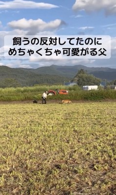 「おとうさーん!」