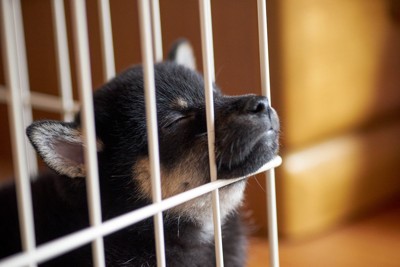ケージの子犬