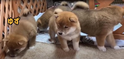 4匹の柴犬の赤ちゃん「ゆず」