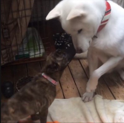 リキくんとすずちゃん⑩