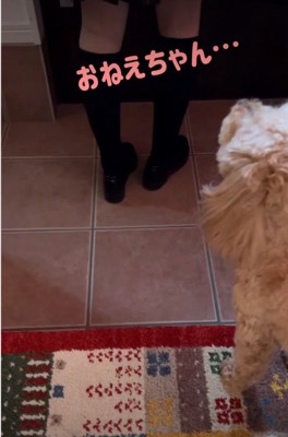 見送る犬