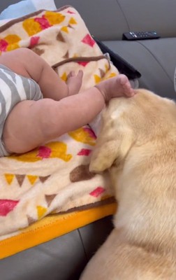 キックされるベルちゃん