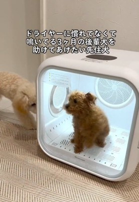 2匹の犬1