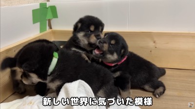 大脱走を試みる赤ちゃん犬たち2