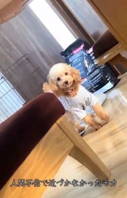 近づけないモカちゃん