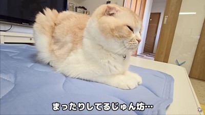 昼寝中のじゅんちゃん