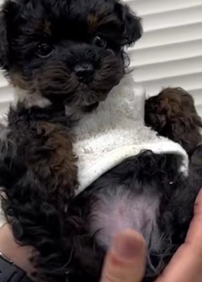 動物病院に連れて行くことに