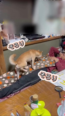 お父さんのうえにそろりと乗る犬