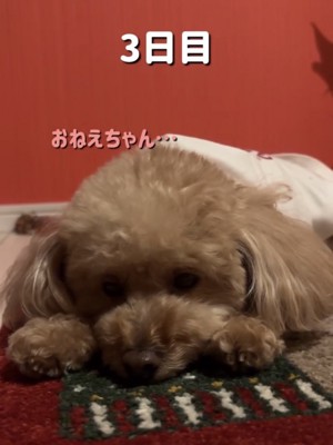 前足に顎を乗せる犬