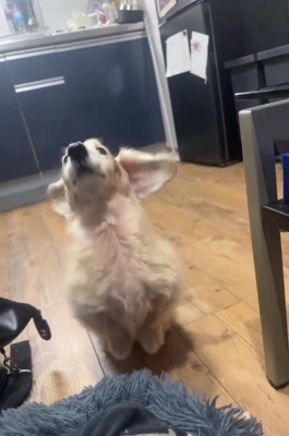 飛びそうなれっくすくん