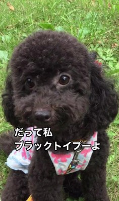 クールなブラックカラーが自慢!