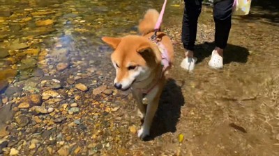 浅瀬をトコトコ…♪