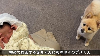 優しいまなざしを向けるポメくん