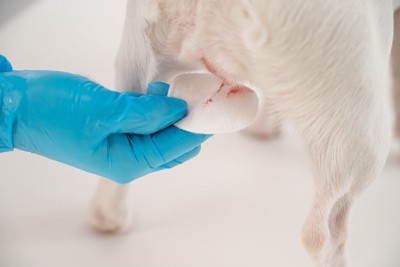 外陰部からの出血