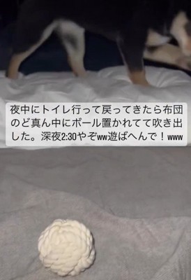 期待が止まらないあんこちゃん