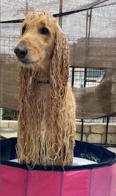 マークリンくんのシャンプー前後5