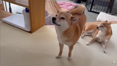 福ちゃんと富くん