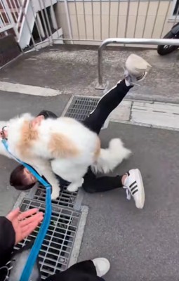 ひっくり返るパパ