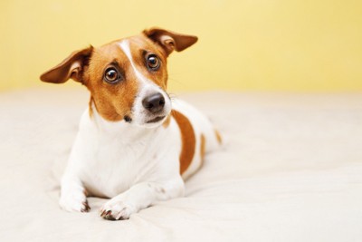 ベッドの上で顔を上げる犬