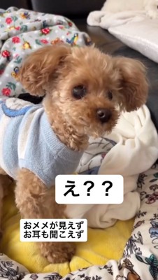 不思議そうな顔をする犬