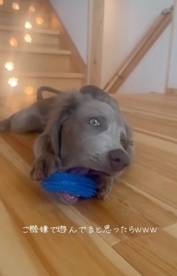 大口を開けるレアちゃん