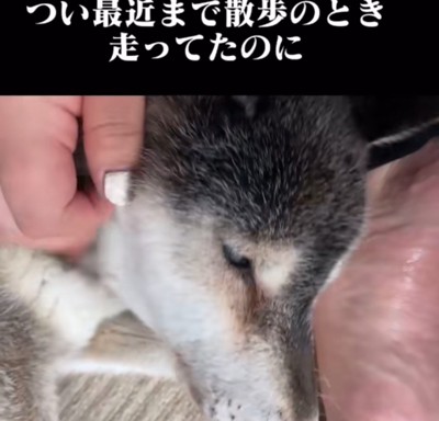 立ちあがろうととする犬