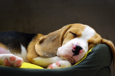 犬用ベッドで気持ちよさそうに眠るビーグル