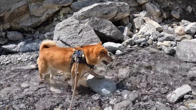 ナラちゃんとソラくんの沢登り2