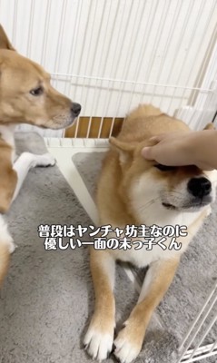 ごんちゃん、優しい心の持ち主