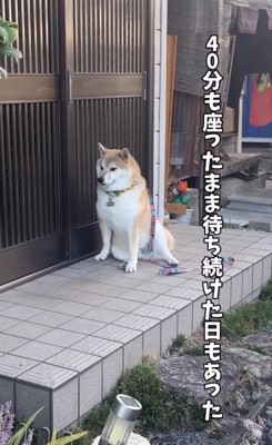 玄関前でひとり座る犬