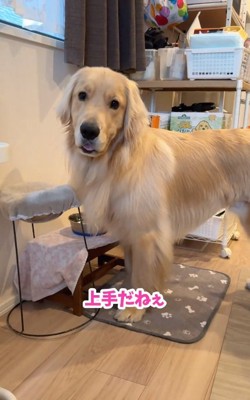 褒められるコロッケくん