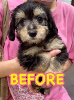 ブラックタンのこりきくん