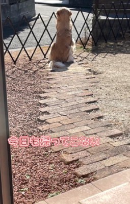 パパが…帰ってこない