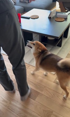 大好きなおじさんが来た時のはちちゃん9