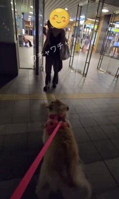 ダッシュする犬