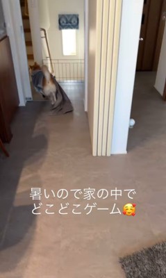 おもちゃ探しゲームをする忠太くん5