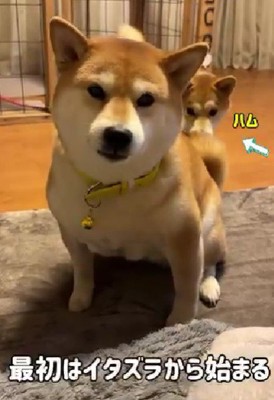 柴犬たちのケンカの流れ