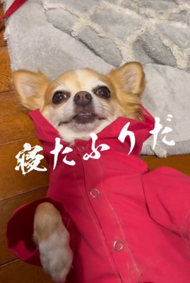 アモちゃんのお散歩拒否2