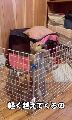 3匹の赤ちゃん犬の脱走