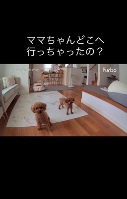 ラニちゃんとラナちゃんのお留守番5