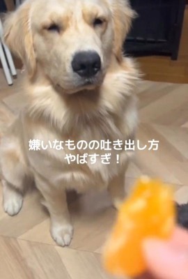 Ｑ太くんにみかんを投げたら