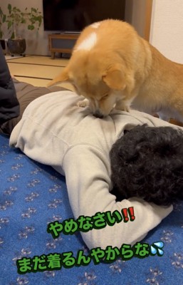 服を強く引っ張る犬