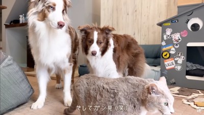 ガン見する2匹にクスッ