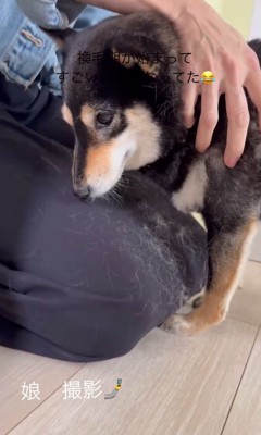 モカちゃんとママさんの再会9